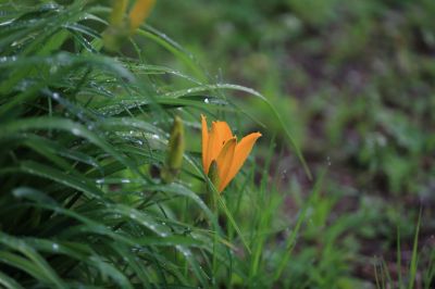 打苞萱草黄花菜
