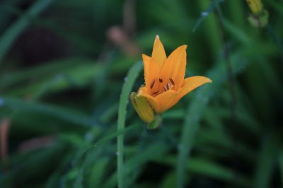 打苞萱草黄花菜
