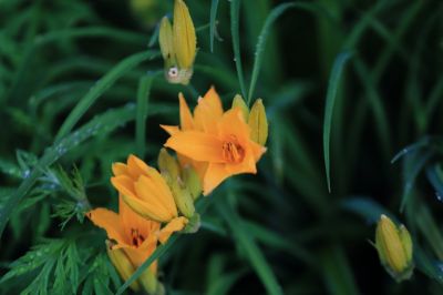 打苞萱草黄花菜
