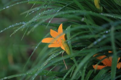 打苞萱草黄花菜