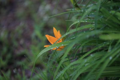 打苞萱草黄花菜