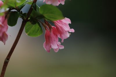 锦带花
