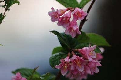 锦带花