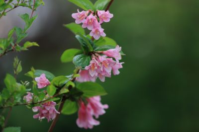 锦带花
