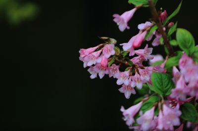 锦带花