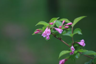 锦带花