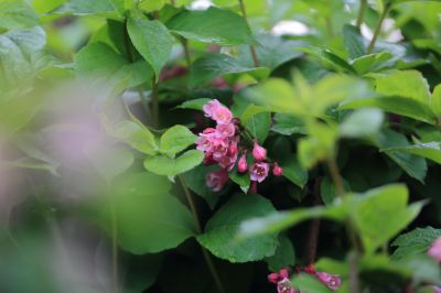 锦带花