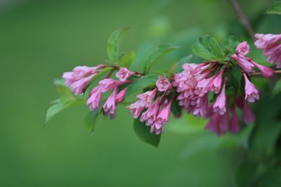 锦带花