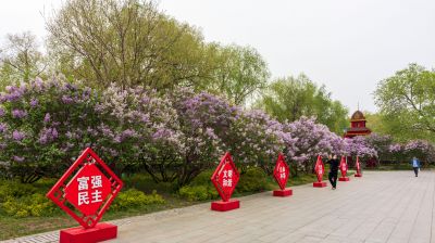 松花江畔斯大林公园九站公园丁香花盛开