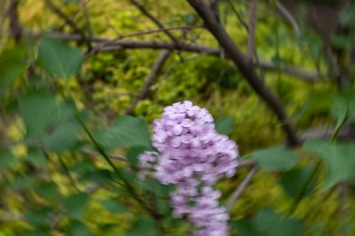 松花江畔斯大林公园九站公园丁香花盛开