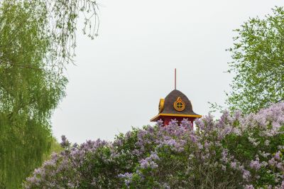 松花江畔斯大林公园九站公园丁香花盛开