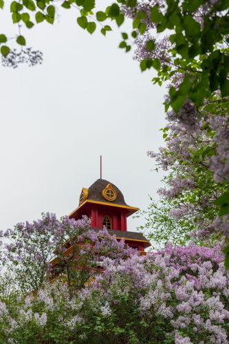 松花江畔斯大林公园九站公园丁香花盛开