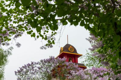 松花江畔斯大林公园九站公园丁香花盛开
