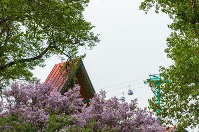 松花江畔斯大林公园九站公园丁香花盛开