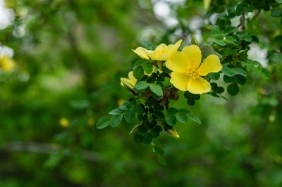松花江畔斯大林公园九站公园丁香花盛开