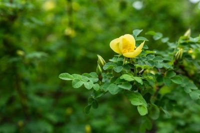 松花江畔斯大林公园九站公园丁香花盛开