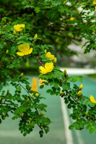 松花江畔斯大林公园九站公园丁香花盛开