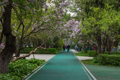 松花江畔斯大林公园九站公园丁香花盛开