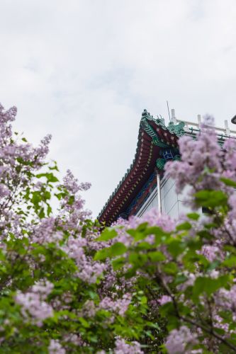 松花江畔斯大林公园九站公园丁香花盛开