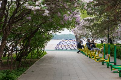 松花江畔斯大林公园九站公园丁香花盛开