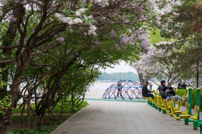 松花江畔斯大林公园九站公园丁香花盛开