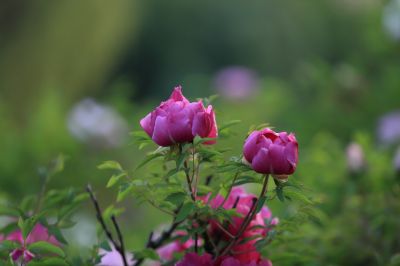 牡丹花
