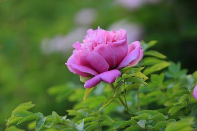 牡丹花