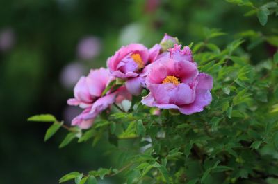 牡丹花