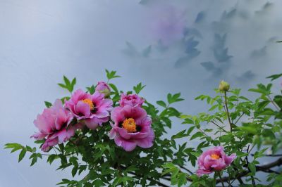 牡丹花