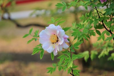 牡丹花