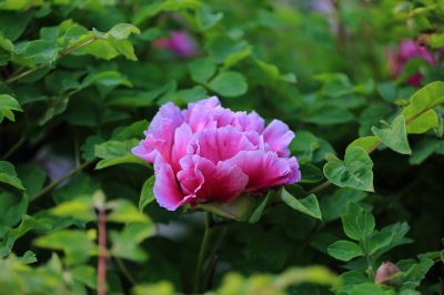 牡丹花