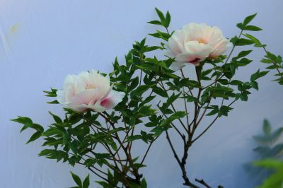牡丹花