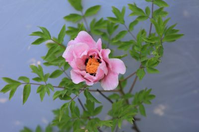 牡丹花