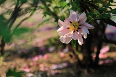 牡丹花