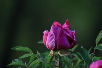 牡丹花