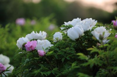 牡丹花