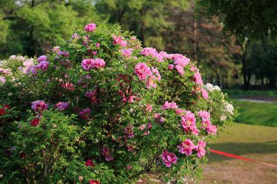 牡丹花