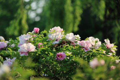 牡丹花