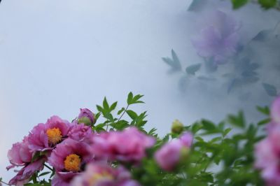 牡丹花