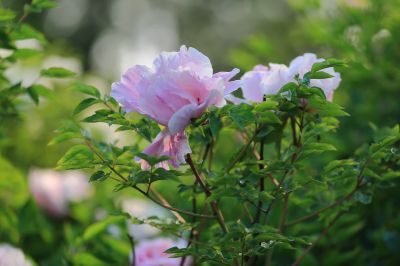牡丹花
