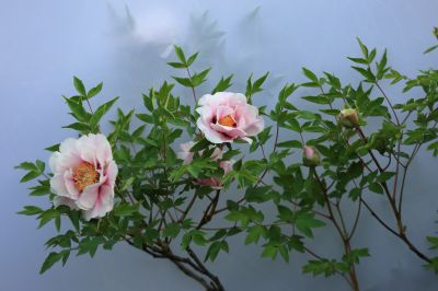 牡丹花