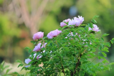 牡丹花