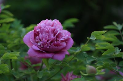 牡丹花