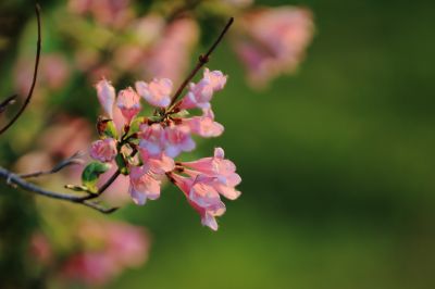 锦带花