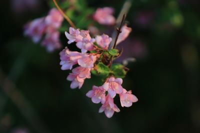 锦带花