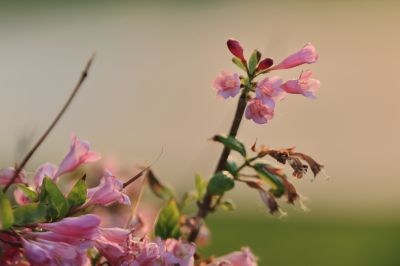 锦带花