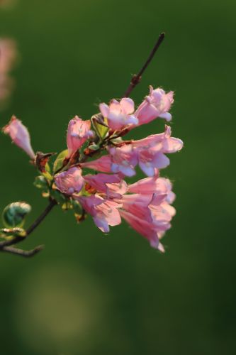 锦带花