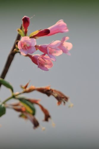 锦带花