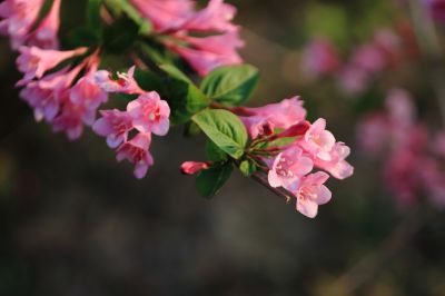 锦带花