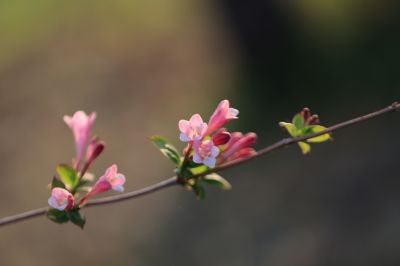 锦带花